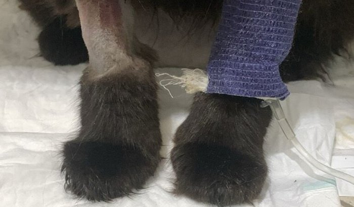 Ajude a pagar o tratamento da Lua