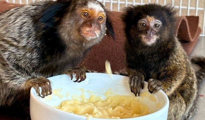 Reconstrução do.Sagui Legal