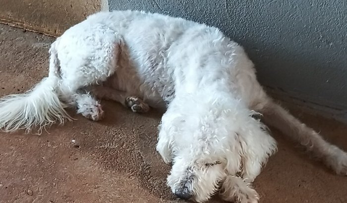 Ajuda para despensas medicas e internamento da Estrela