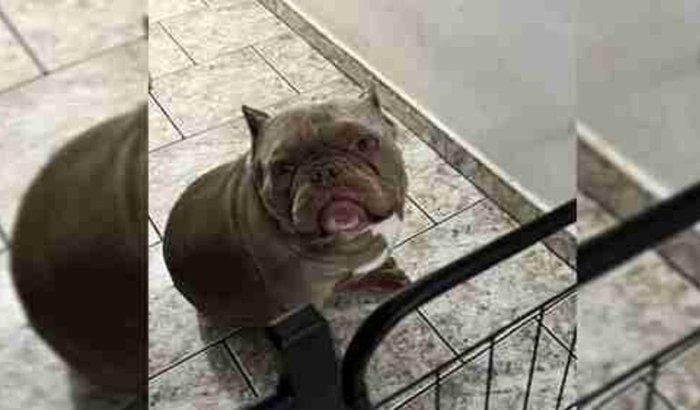 *** AJUDE O BRUCE ***