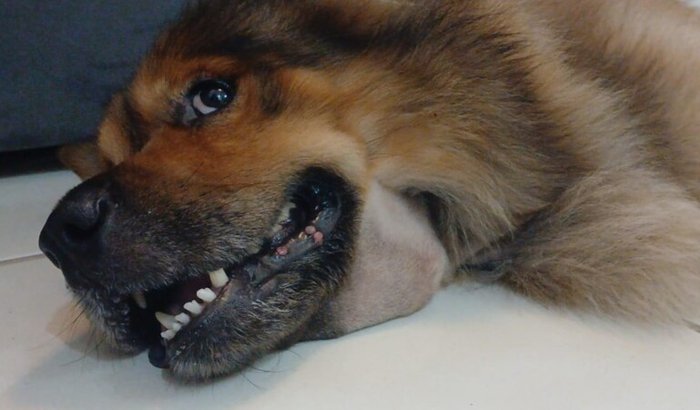 Cirurgia do meu cachorro Max