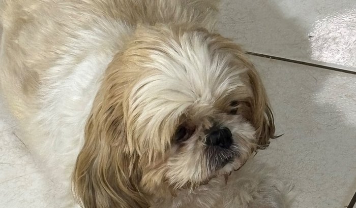 Ajuda para pagar o veterinário para cuidar da minha cachorrinha doente por uma semana