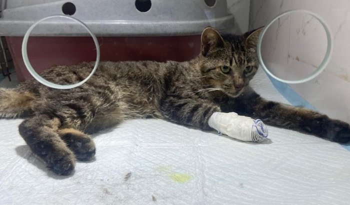 Ajude o gatinho Joaquim