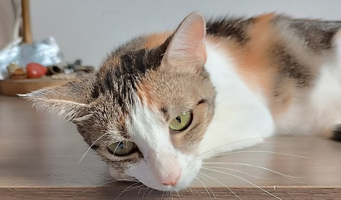 Ajuda para a castração da Catarina