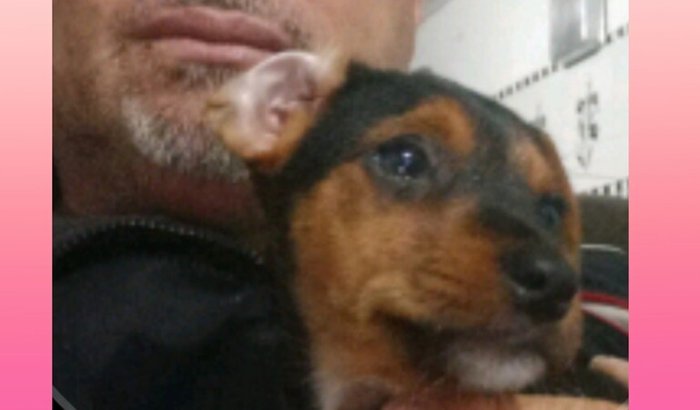 Ajude a cachorrinha Pulga