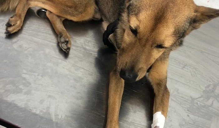 Pipoca precisa da sua ajuda