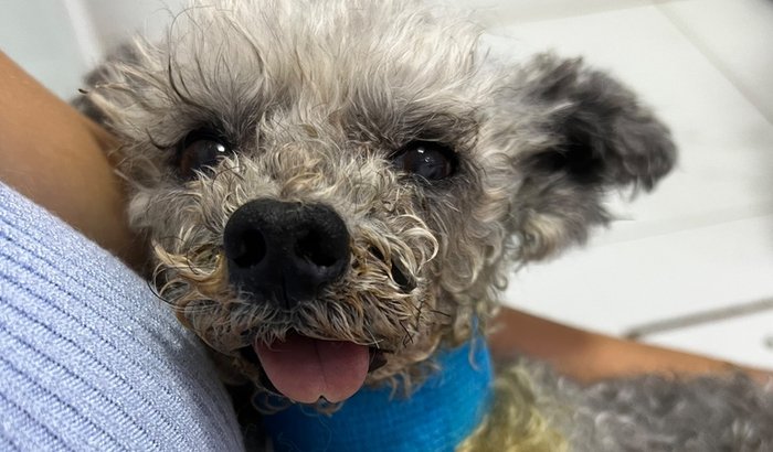 Você pode ajudar o Bombom?