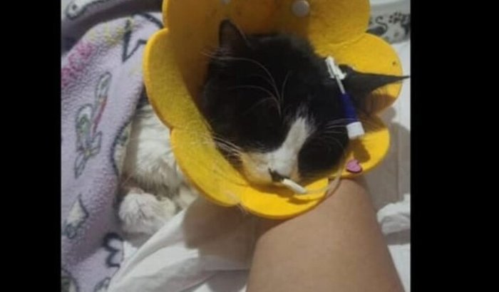 Ajude a salvar a Mel 🐾