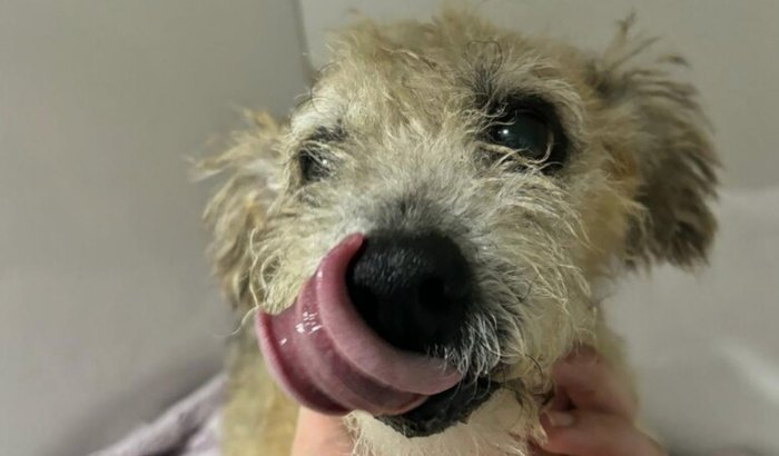 Dorinha feliz contra o câncer