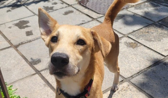 Vamos salvar o Beto!