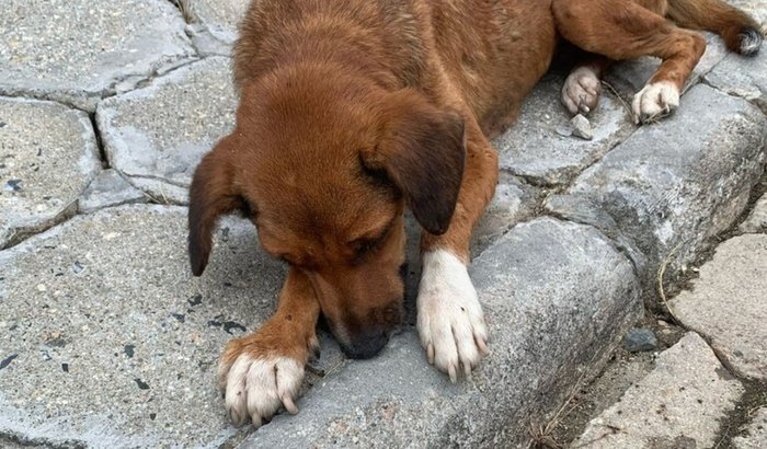 Salvar Princesa 🐶👑