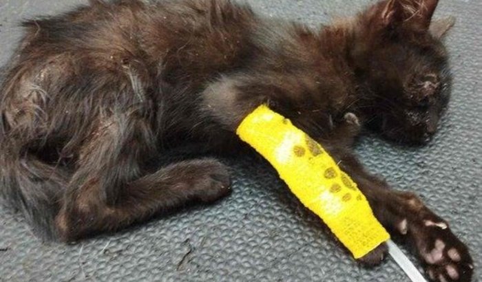 Ajude no tratamento da gatinha Vitoria