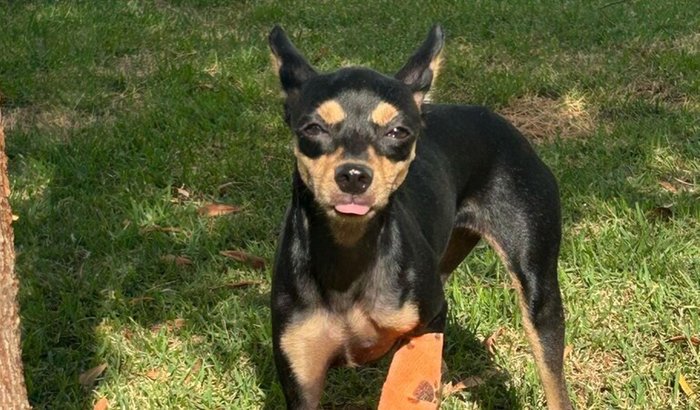 Ajuda para cobrir os gastos cirúrgicos da minha cachorra  Ritalee
