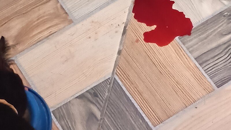 Meu gatinho tá com infecção urinária 