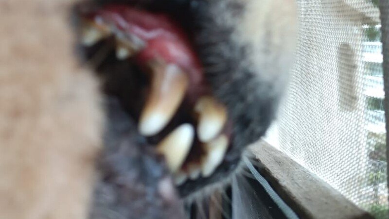 tratar os dentes do meu amigo