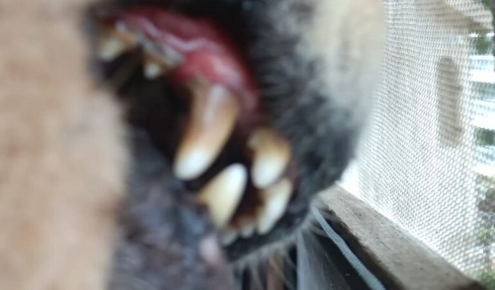 tratar os dentes do meu amigo