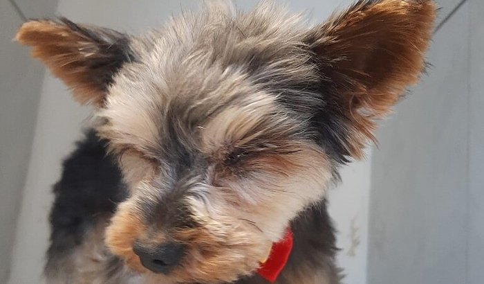 ajuda com despesa veterinária