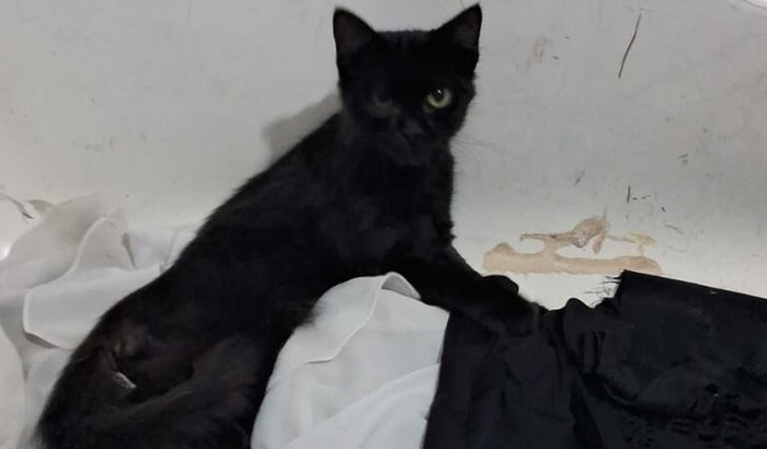 Ajude a Nina voltar a andar