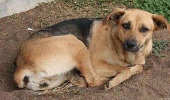 Ajuda pra belinha minha cachorrinha