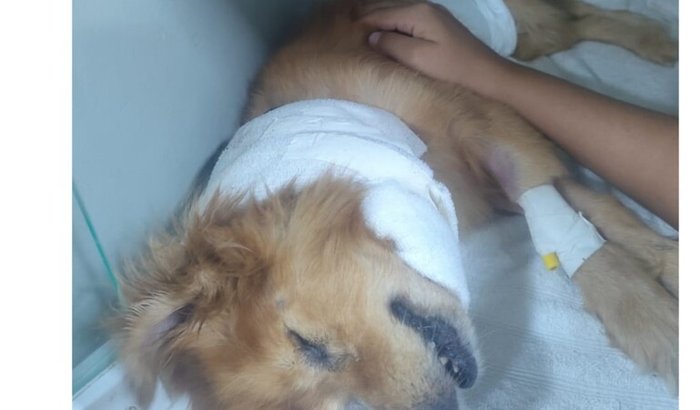 SOS para o Ralph!