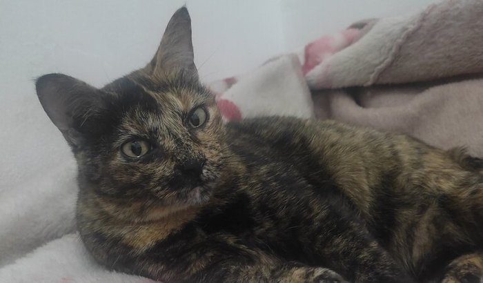 Rinoscopia para Izzy 