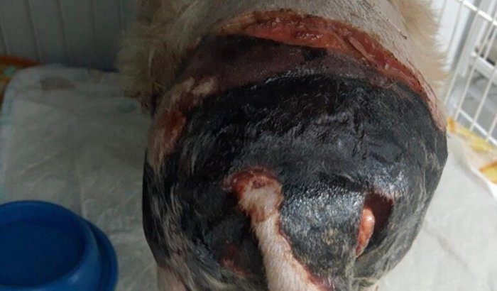 AJUDE NA CIRURGIA E RECUPERAÇÃO DO DOG JÚNIOR