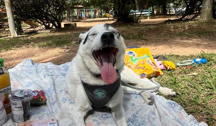Ajudar a pagar as despesas do Veterinário do Floco 