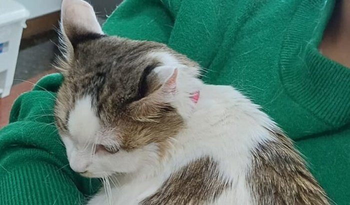 Ajuda na cirurgia da Sophie