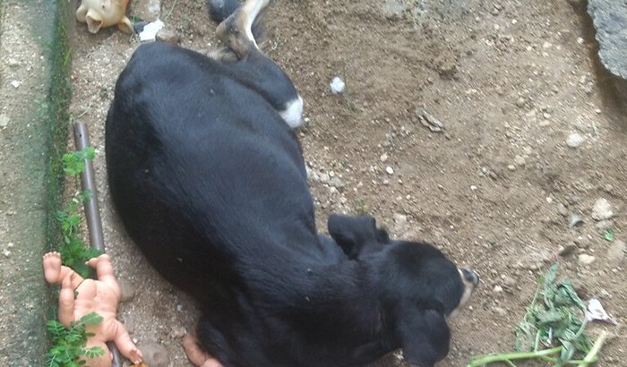 Ajuda pra minha cachorrinha 