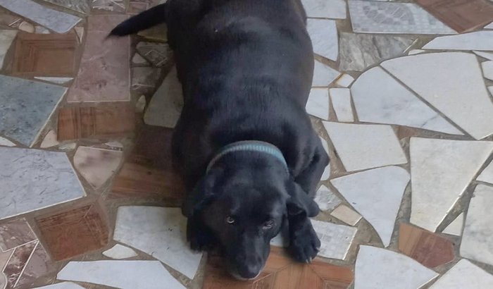 Dê a Malu uma Vida Sem Dor!