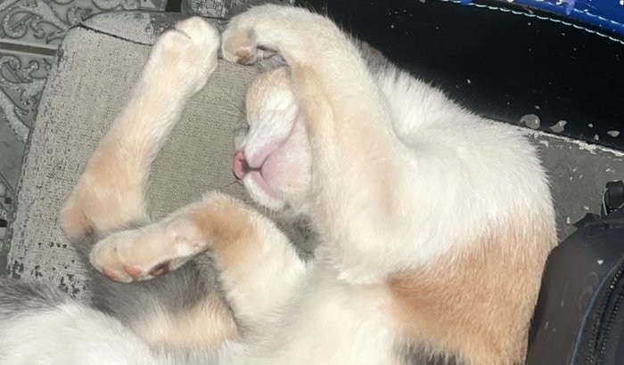 Ajuda para o tumor de uma gata