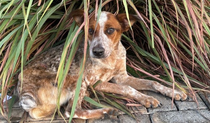🐶 Vakinha para CADELA QUE ESTÁ  SUSPEITA DE CINOMOSE 
