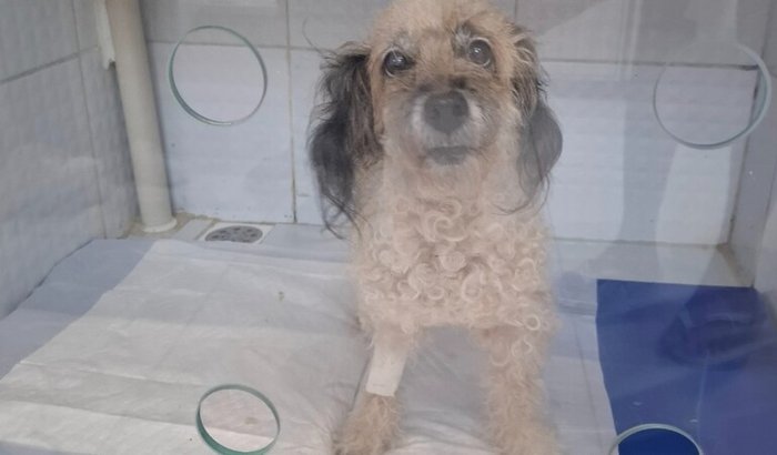 Ajudar a pagar as contas médicas de lesse cachorra com piometra