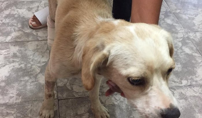 Vaquinha da Branquinha