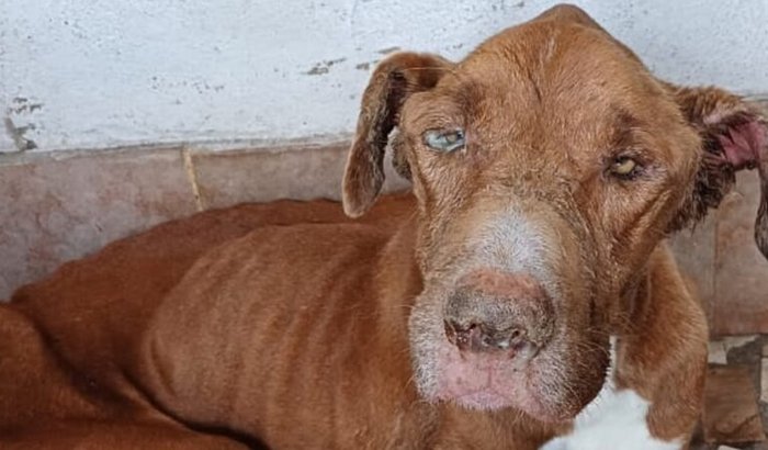 Ajude comprar o medicamento do doguinho Apollo