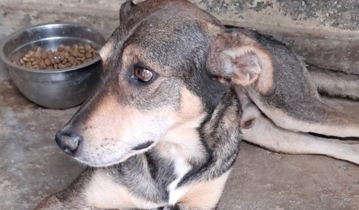 Ajuda para trazer o Spike de volta para casa !