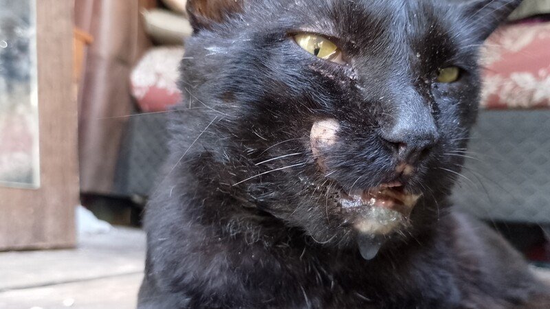 Tratamento, cirurgia e pós reabilitação do Oreo 