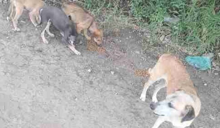Animais resgatado 