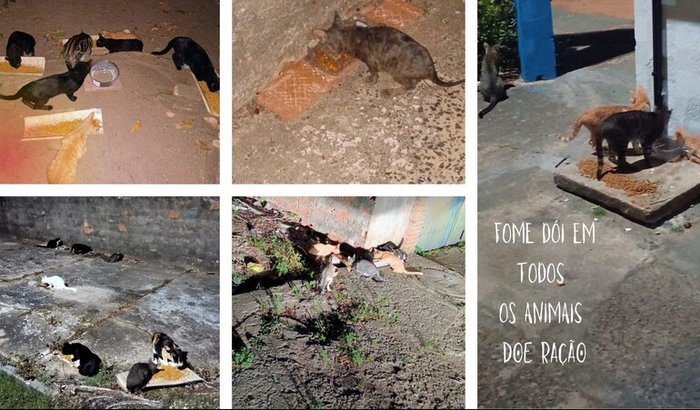 Ração para gatinhos de rua