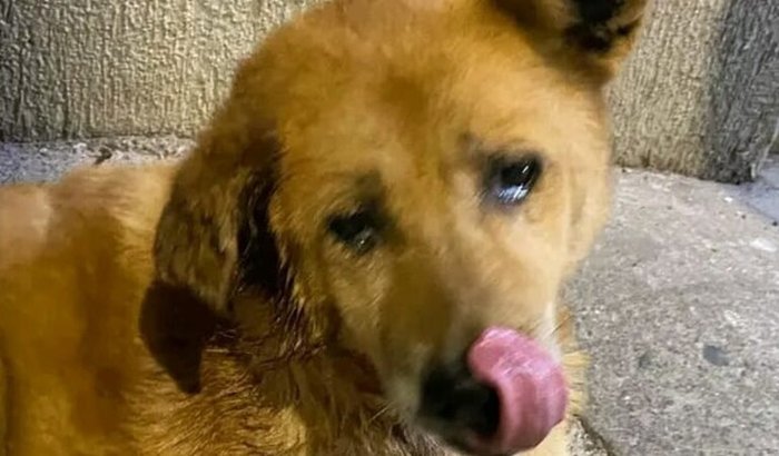 cães sem lar 