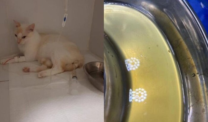 Ajudem o Pinha a ficar bom e a construir a casa dos cachorros