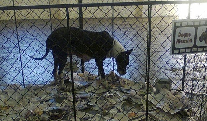 Canil Center Dog