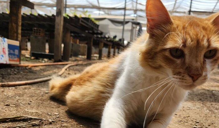 Me ajude com meu gato que foi atropelado 