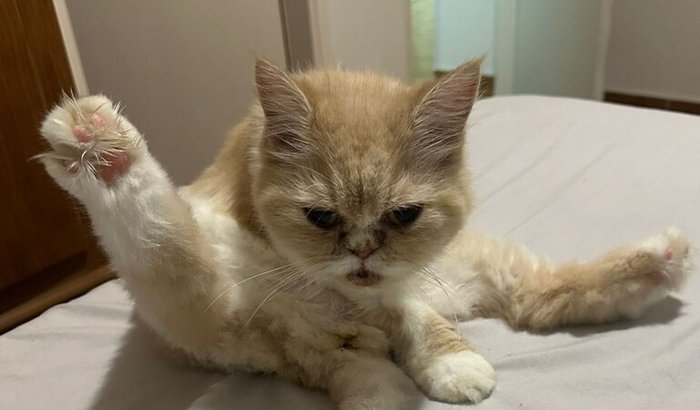 🆘 AJUDE A mel A VENCER O CÂNCER! 