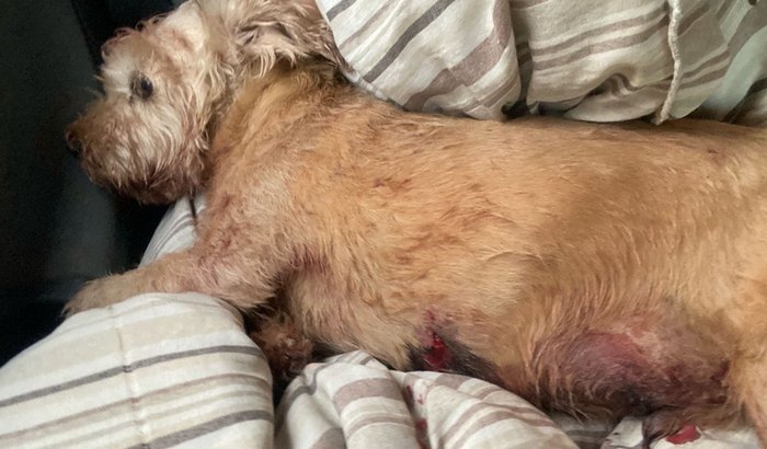 Ajude o Paçoca a se recuperar!