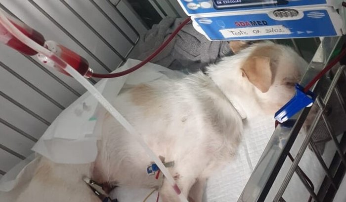 SOS CAOZINHO  MAX 