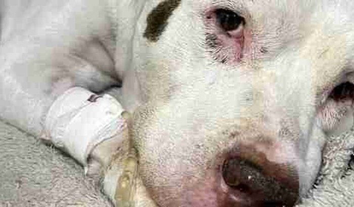 Ajuda para custear o tratamento da nossa cachorrinha July