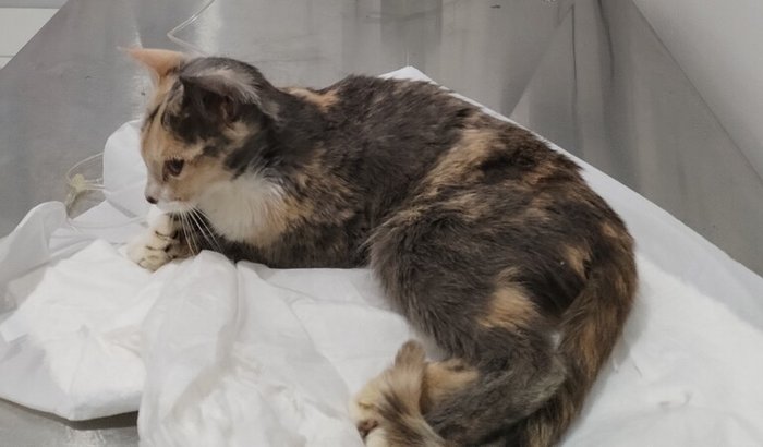 Ajude a gata Motoquinha Melhorar