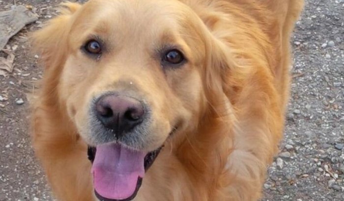 Ração para meu cachorro 