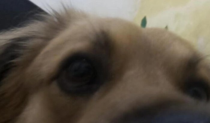 ajuda para levar jimmy ao veterinário (a dona é pobre e ta desesperada)